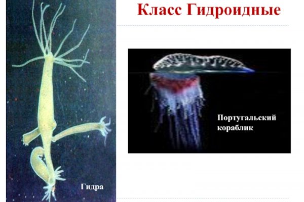 Kraken 23at