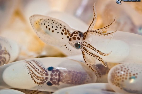 Кракен официальная ссылка kraken torion